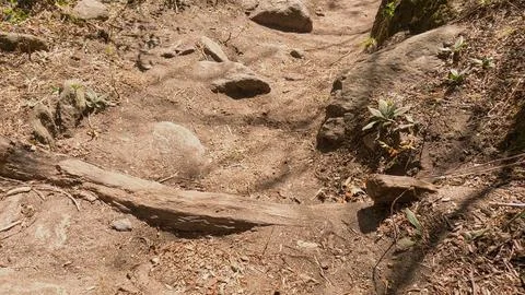 Dirt trail in the middle of a forest Stockfoto's