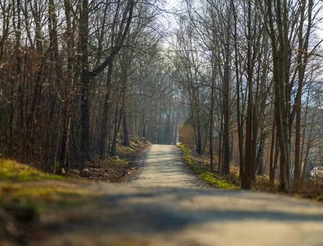 Dirt Trail Path Through Bare Forest In Spring. Stock Photos