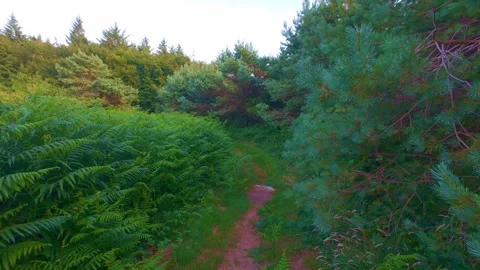 Dirt trail through dense green ferns and trees in Ireland Stock Footage 340436461