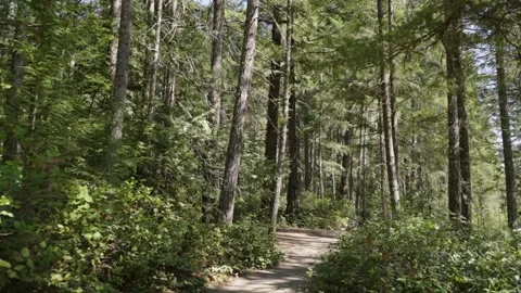Dirt Trail Winding Through Lush Forest Understory on Vancouver Island Stock Footage 341435577