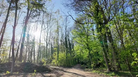 Dirt trail winding through a sun-drenched spring forest. Vídeos de archivo 333202586