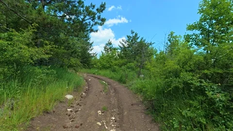 Dirt trail winds through tall green pines. Vrmdza Lake, Serbia Stock-Footage 338024640