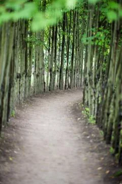 Dirt walk way path lined with thin trees on both sides Stock Photos
