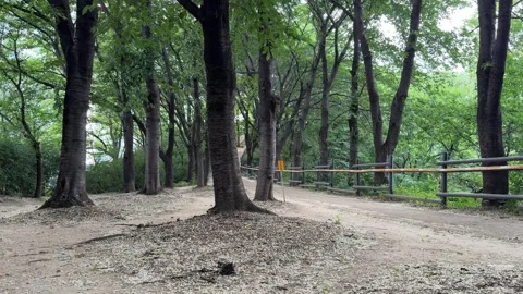 Dirt Walking Path and Hiking Trail with Tall Green Trees in Public Urban Park Stock Footage 339279185