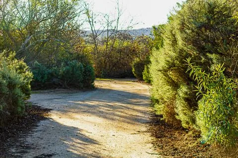 Dirt walking path with long stripes of shadows from trees and shrubbery Stock-Fotos