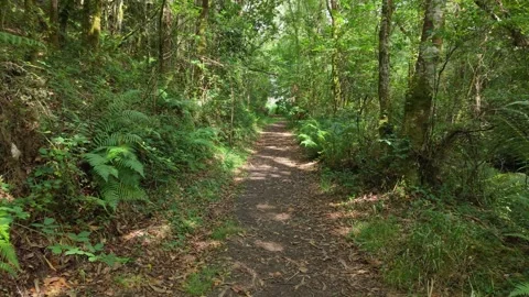 Dirt Walking Path Through Lush Green Forest With Dense Foliage Stock Footage 341740148