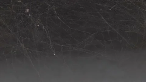 Dirt web. Abandoned building Stock Footage 61075269