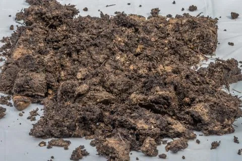 Dirt on white background Foto stock