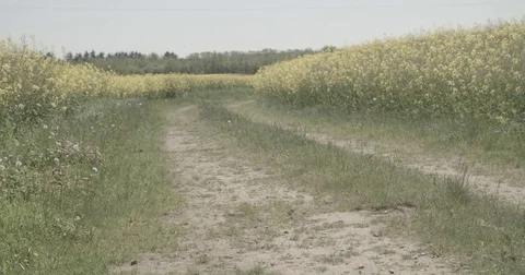 Dirtroad through cropfield Video stock 76112400