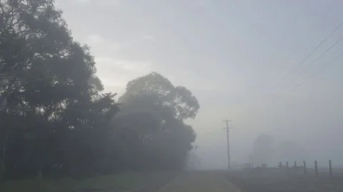 Dirtroad with Trees on the Left side in Fog Sun rising in the background Stock Footage 72552009