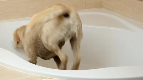 Dirty after walk, old smart yellow labrador retriever dog jumps into the bathtub Stock Footage 255289463