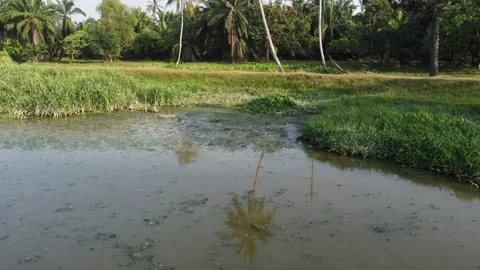 Dirty algae swamp live Stock Footage 149206218