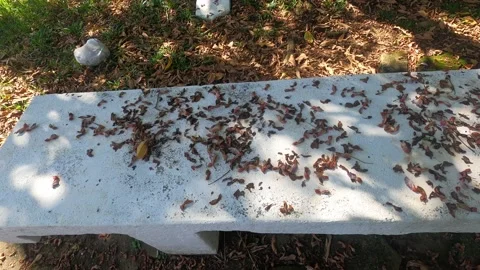 Dirty and abandoned bench. Empty seat with tree leaves. Feelings of sadness Stock Footage 170375177