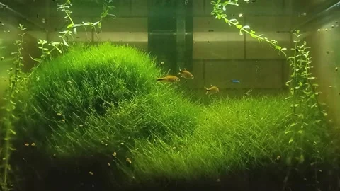 Dirty aquarium Stock Footage 241046183