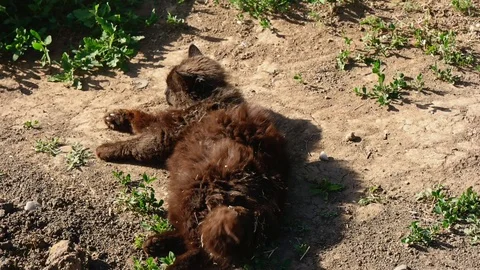 Dirty black cat rests on bare soil in sunlight and after going out 库存影片 114930451
