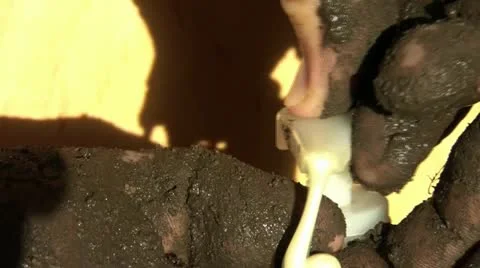 Dirty Black Hands with Pump Soap Stockbeeldmateriaal 12577146