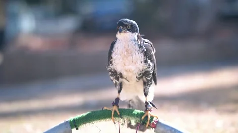 Dirty Black Sparrow Hawk sitting tethered to its perch Video stock 84026775
