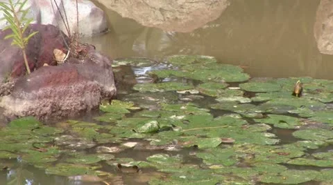 Dirty Bog Stock Footage 14948044