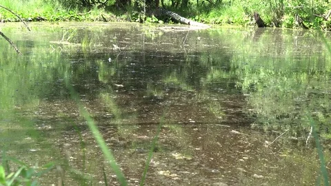 Dirty bubble swamp water between green trees in forest Stock Footage 72203709