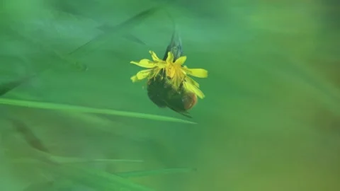 Dirty Bumble Bee Collects Pollen And Flies Off Dandelion Flower Stock Footage 166749013