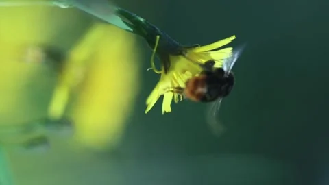 Dirty Bumble Bee Flies Away From Dandelion Flower Against Green Grass Stock Footage 166749052
