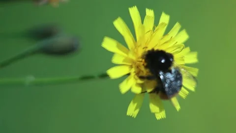 Dirty Bumble Bee Flies Off Dandelion Flower And Heads Here Stock Footage 166748948