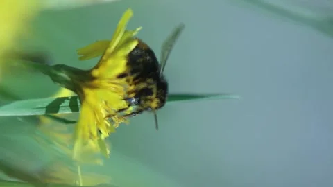 Dirty Bumble Bee Flies Off Dandelion Flower And Heads Here Against Blue Sky Stock Footage 166749018