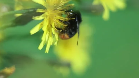 Dirty Bumble Bee On Flower Dandelion Collects Pollen And Flies Away Stock Footage 166749075