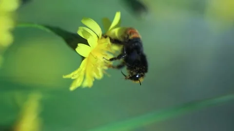 Dirty Bumblebee Flies Off Dandelion Flower And Heads Here. Closeup Vertical Stock Footage 166748959