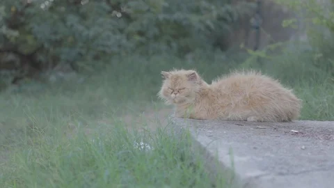 Dirty cat Stock Footage 126573212