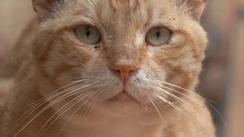 Dirty Cat ginger  Egypt Dahab Stock Footage 106336561