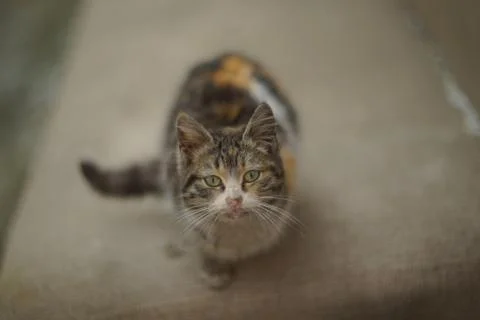 Dirty cat Stock Photos