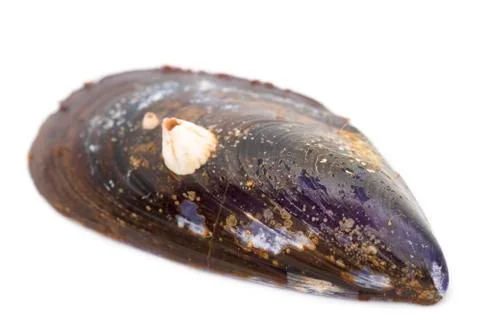 Dirty clam shell Foto stock