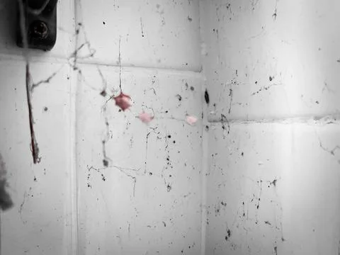 Dirty cobweb on cement wall 库存照片