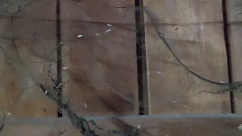 Dirty cobwebs on the side of the house Stock Footage 263021012