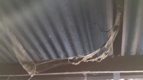 Dirty cobwebs sway Stock Footage 263081137
