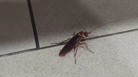 Dirty Cockroach Infestation on Kitchen Floor Stock Footage 328714099