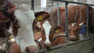 Dirty the cows are in the paddock Stock Footage 85934591