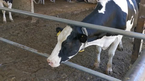 Dirty Cows at Farm Stock Footage 144553836