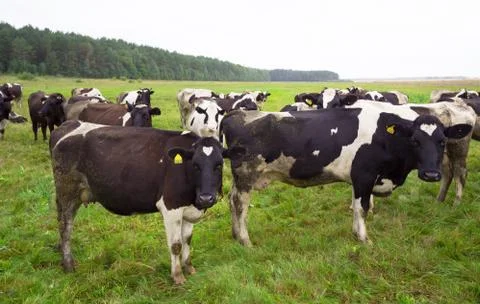 Dirty cows on field Stock Photos