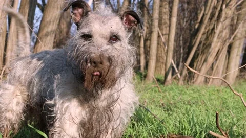 Dirty dog, after digging in the dirt. A dog digging in the dirt. Stock Footage 222772014