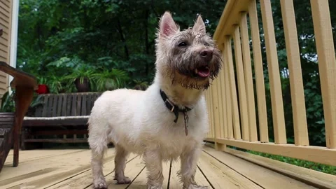 Dirty dog face after digging, now on back deck 1080p Stock Footage 244999761