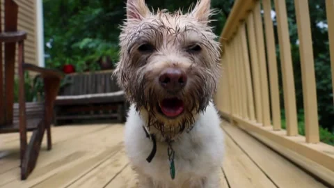 Dirty dog face in close-up after digging, now on back deck 1080p Stock Footage 244999768