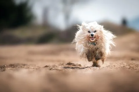 Dirty dog Stock Photos