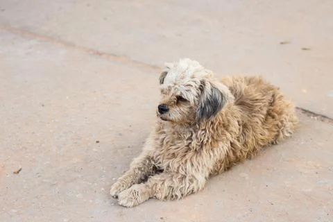 Dirty dog Stock Photos