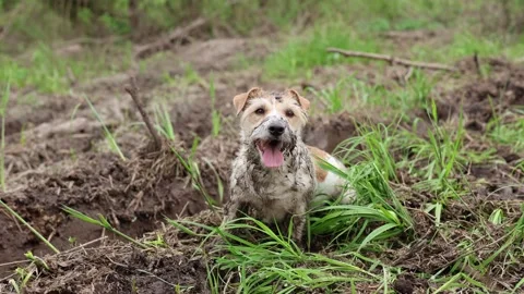 A dirty dog stands in a puddle. Jack Russell plays in the mud in a rut from car  Stock Footage 310161107