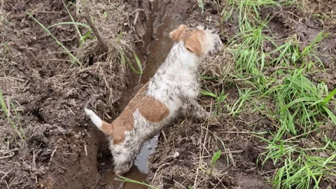 A dirty dog stands in a puddle. Jack Russell plays in the mud in a rut from car  Stock-Footage 310161216
