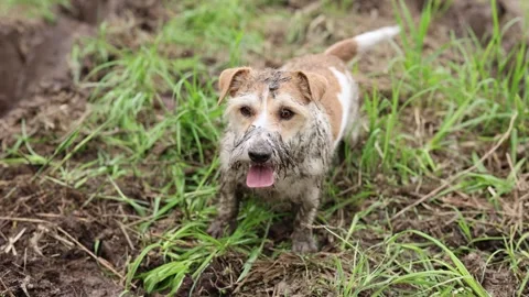 A dirty dog stands in a puddle. Jack Russell plays in the mud in a rut from car  스톡 동영상 310161272