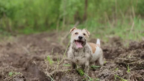 A dirty dog stands in a puddle. Jack Russell plays in the mud in a rut from car  Video stock 310161323
