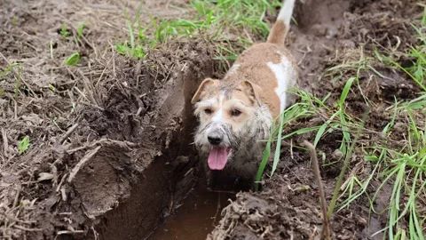 A dirty dog stands in a puddle. Jack Russell plays in the mud in a rut from car  Video stock 310161376